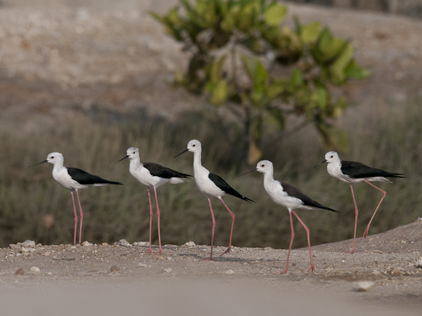 Pitkäjalka, Black-winged Stilt, Himantopus himantopus