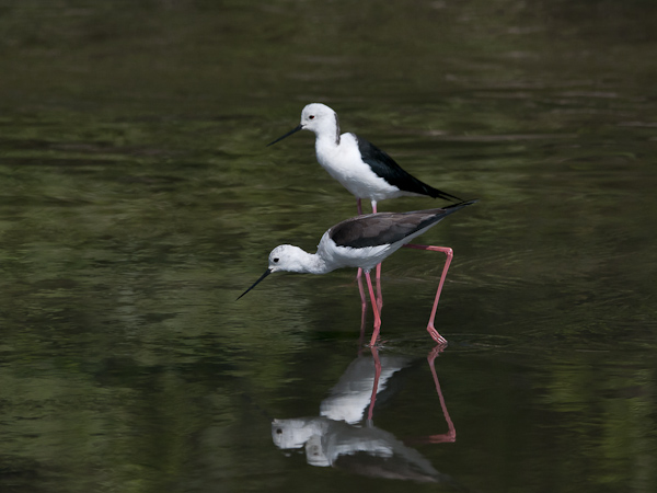Pitkäjalka, Black-winged Stilt, Himantopus himantopus