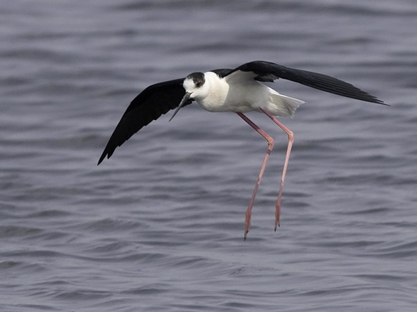 Pitkäjalka, Black-winged Stilt, Himantopus himantopus