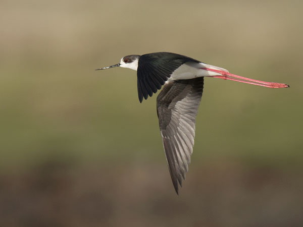 Pitkäjalka, Black-winged Stilt, Himantopus himantopus