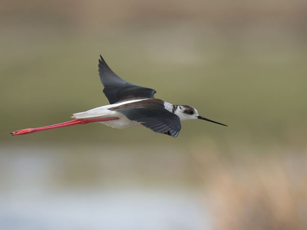 Pitkäjalka, Black-winged Stilt, Himantopus himantopus