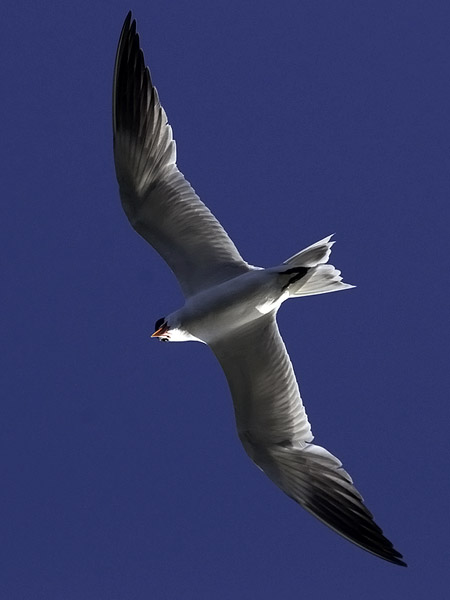 Räyskä, Caspian Tern, Hydroprogne caspia