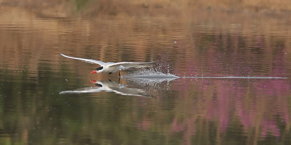 Räyskä, Caspian Tern, Hydroprogne caspia