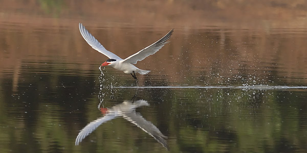 Räyskä, Caspian Tern, Hydroprogne caspia