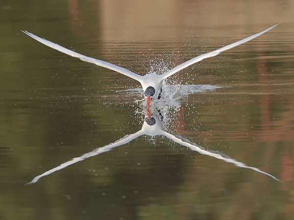 Räyskä, Caspian Tern, Hydroprogne caspia