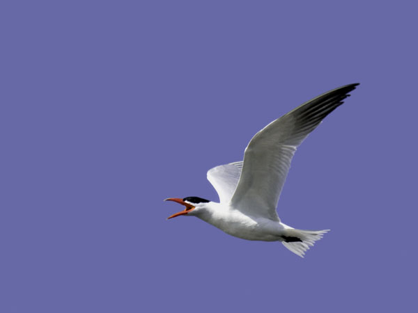 Räyskä, Caspian Tern, Hydroprogne caspia