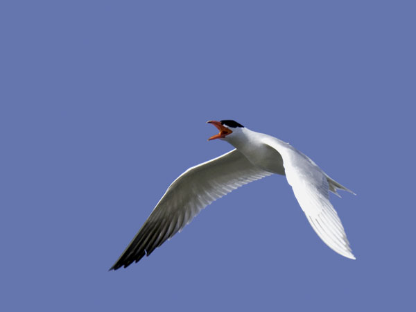 Räyskä, Caspian Tern, Hydroprogne caspia