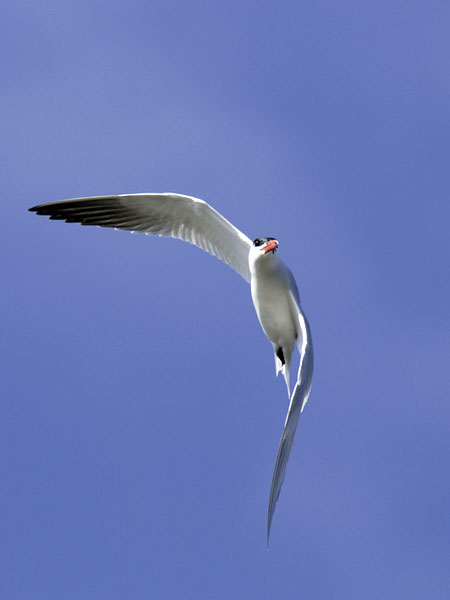 Räyskä, Caspian Tern, Hydroprogne caspia