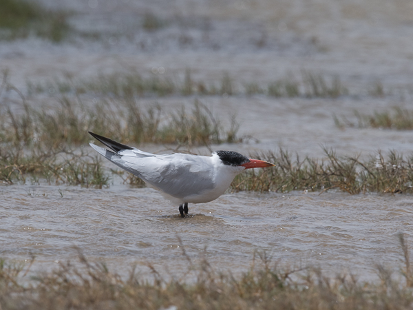 Räyskä, Caspian Tern, Hydroprogne caspia