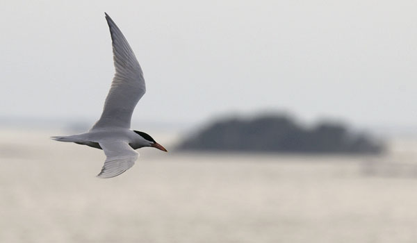 Räyskä, Caspian Tern, Hydroprogne caspia