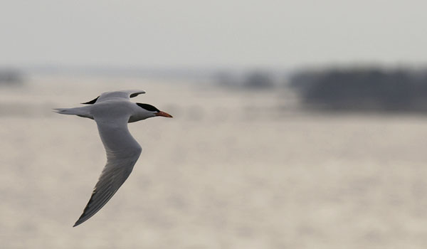 Räyskä, Caspian Tern, Hydroprogne caspia