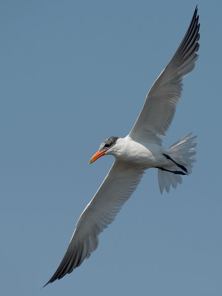 Räyskä, Caspian Tern, Hydroprogne caspia