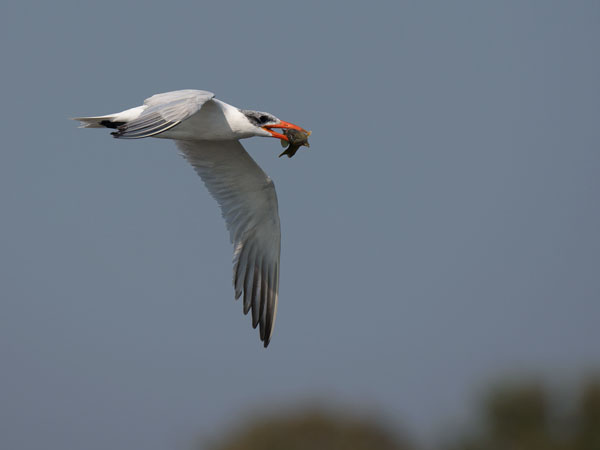 Räyskä, Caspian Tern, Hydroprogne caspia
