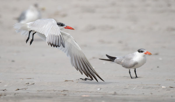 Räyskä, Caspian Tern, Hydroprogne caspia