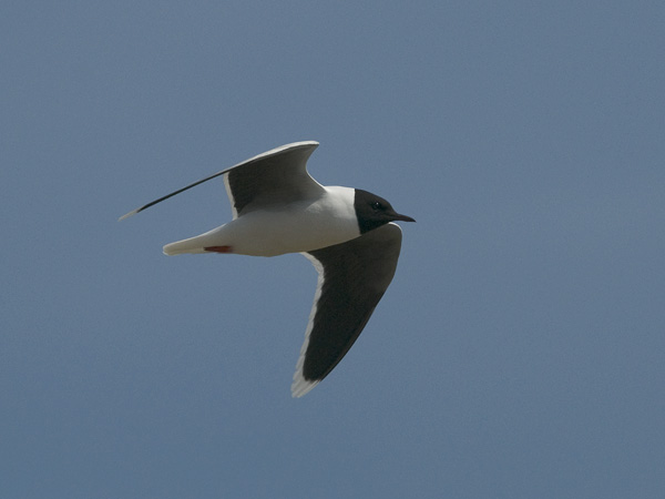 Pikkulokki, Little Gull, Hydrocoloeus minutus