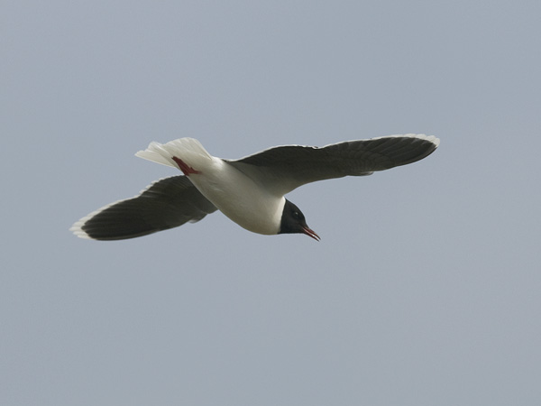 Pikkulokki, Little Gull, Hydrocoloeus minutus