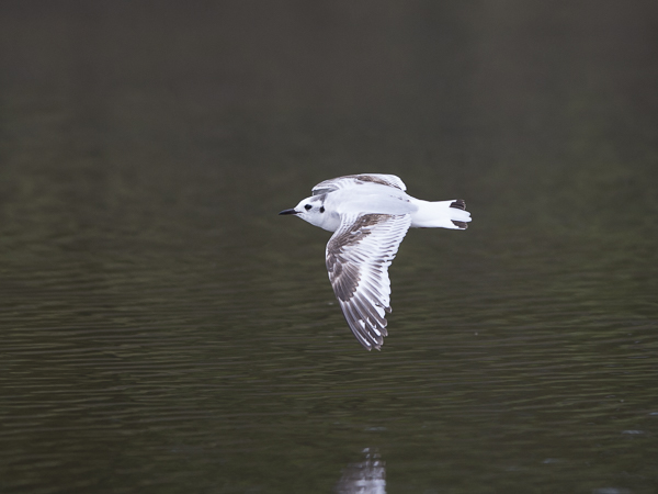 Pikkulokki, Little Gull, Hydrocoloeus minutus