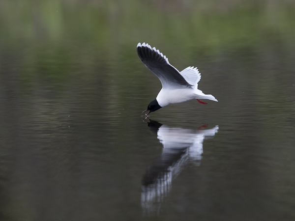Pikkulokki, Little Gull, Hydrocoloeus minutus