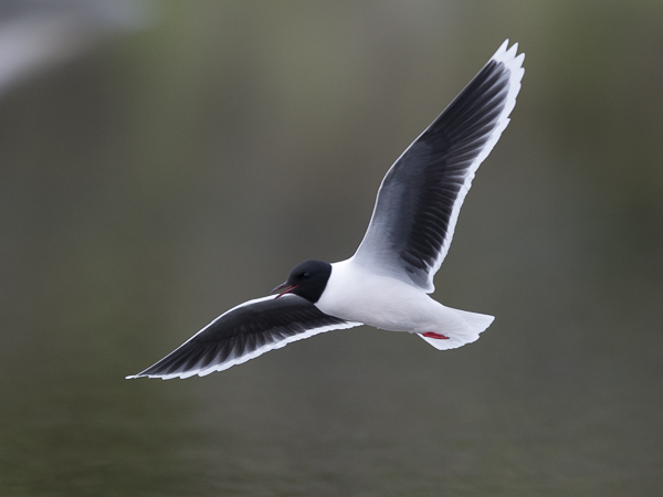 Pikkulokki, Little Gull, Hydrocoloeus minutus
