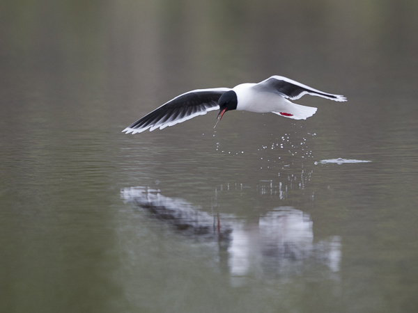 Pikkulokki, Little Gull, Hydrocoloeus minutus