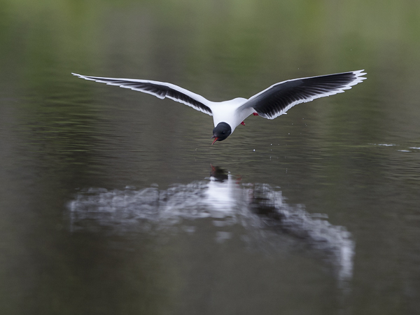 Pikkulokki, Little Gull, Hydrocoloeus minutus