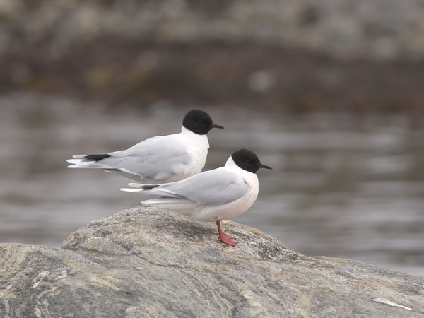 Pikkulokki, Little Gull, Hydrocoloeus minutus