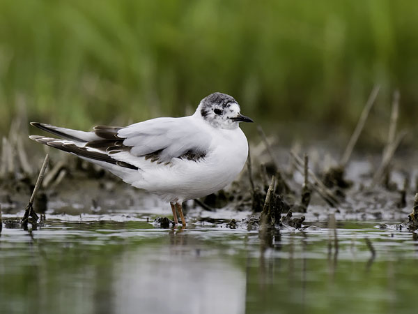 Pikkulokki, Little Gull, Hydrocoloeus minutus