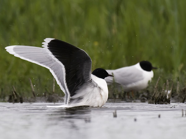 Pikkulokki, Little Gull, Hydrocoloeus minutus
