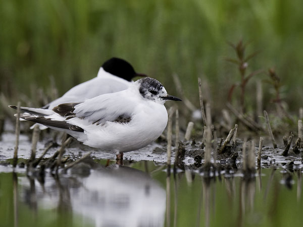 Pikkulokki, Little Gull, Hydrocoloeus minutus