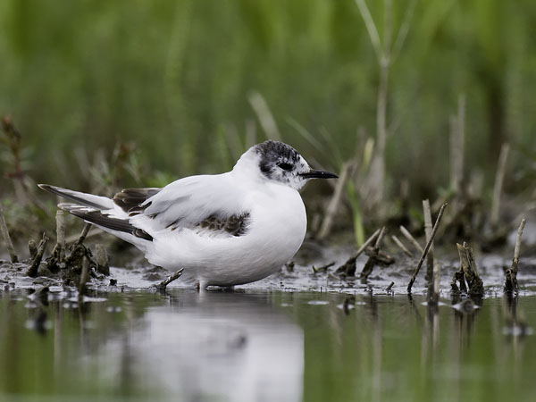 Pikkulokki, Little Gull, Hydrocoloeus minutus