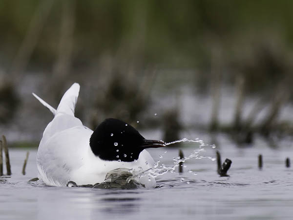 Pikkulokki, Little Gull, Hydrocoloeus minutus