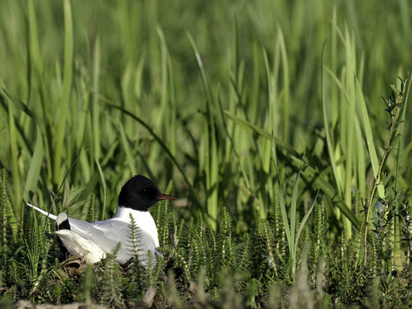 Pikkulokki, Little Gull, Hydrocoloeus minutus