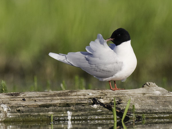 Pikkulokki, Little Gull, Hydrocoloeus minutus