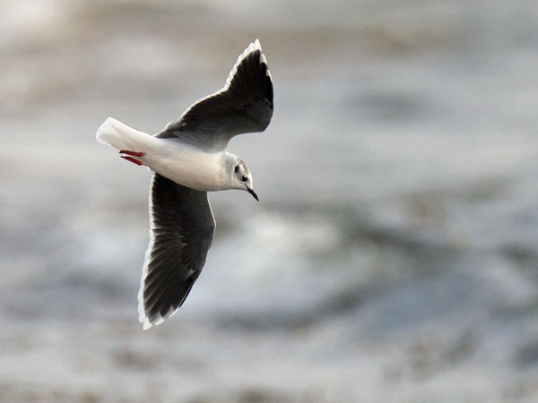 Pikkulokki, Little Gull, Hydrocoloeus minutus