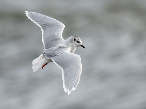 Pikkulokki, Little Gull, Hydrocoloeus minutus