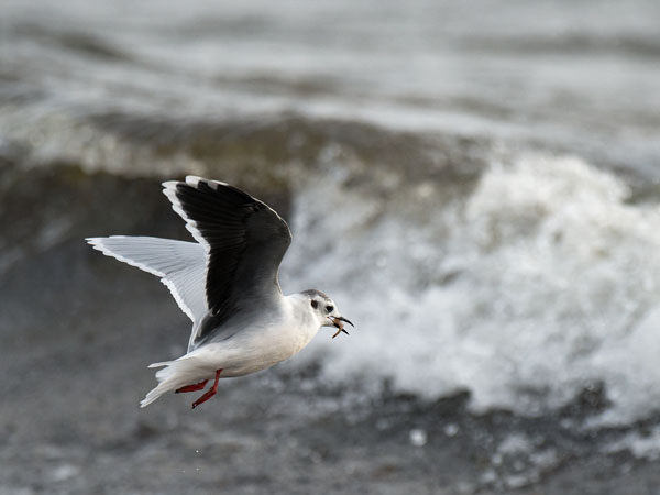 Pikkulokki, Little Gull, Hydrocoloeus minutus
