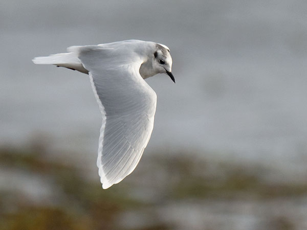 Pikkulokki, Little Gull, Hydrocoloeus minutus