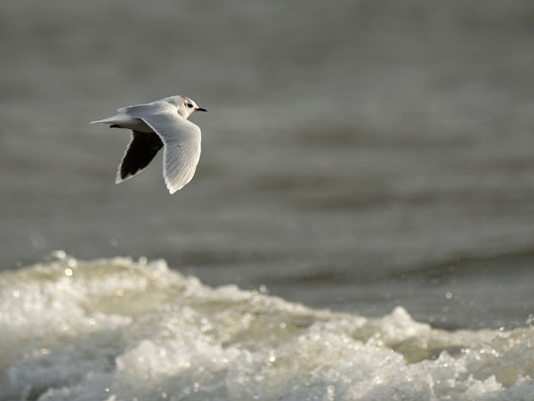 Pikkulokki, Little Gull, Hydrocoloeus minutus