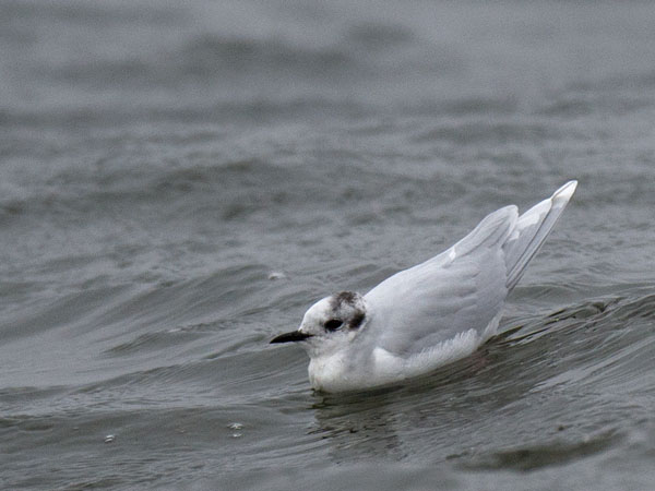 Pikkulokki, Little Gull, Hydrocoloeus minutus