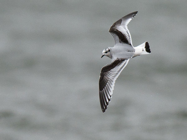 Pikkulokki, Little Gull, Hydrocoloeus minutus
