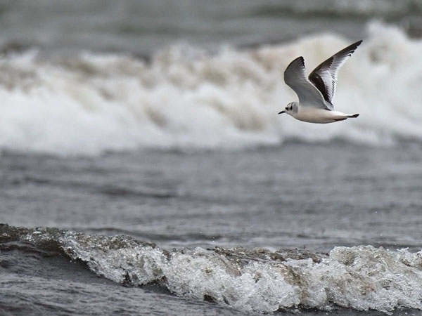 Pikkulokki, Little Gull, Hydrocoloeus minutus