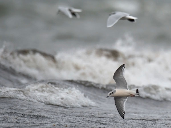 Pikkulokki, Little Gull, Hydrocoloeus minutus