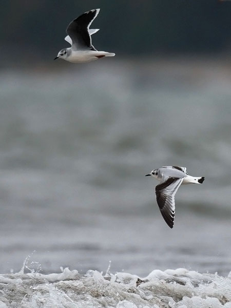 Pikkulokki, Little Gull, Hydrocoloeus minutus