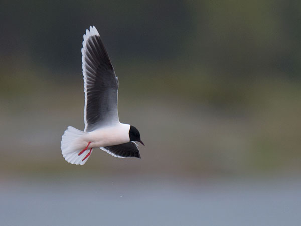 Pikkulokki, Little Gull, Hydrocoloeus minutus