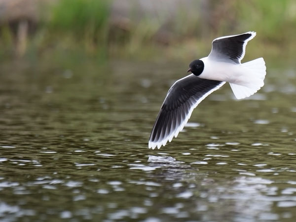 Pikkulokki, Little Gull, Hydrocoloeus minutus