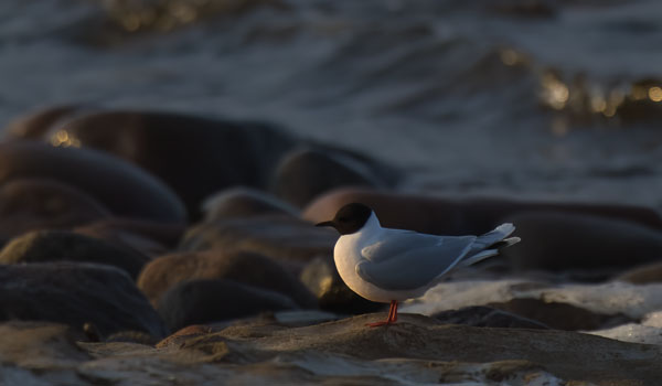Pikkulokki, Little Gull, Hydrocoloeus minutus
