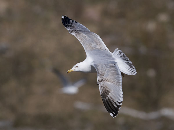 Harmaalokki, European Herring Gull, Larus argentatus