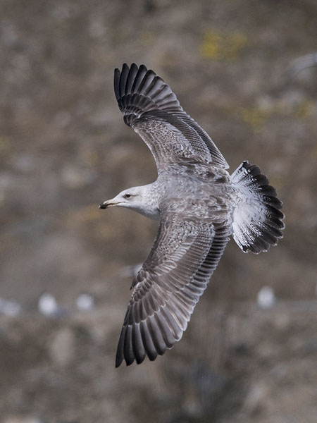 Harmaalokki, European Herring Gull, Larus argentatus