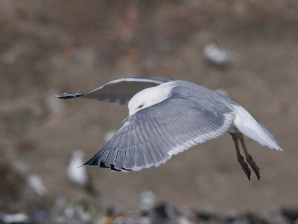 Harmaalokki, European Herring Gull, Larus argentatus
