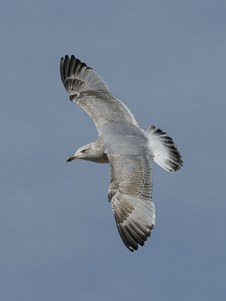 Harmaalokki, European Herring Gull, Larus argentatus